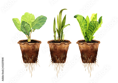 eco-friendly set of plant seedlings in a peat pot , roots of a young plant , sprouted seeds, eco- friendly sprout, hand-drawn in watercolor, isolated on a white background.