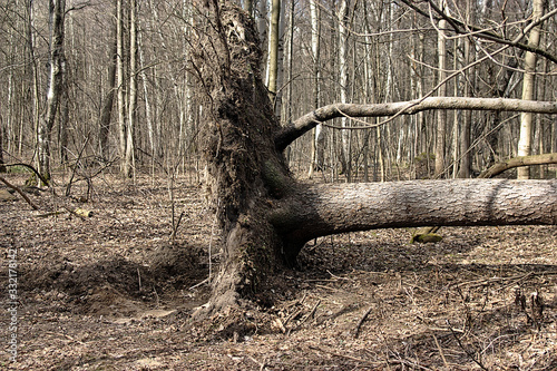 a fir tree fell in the forest