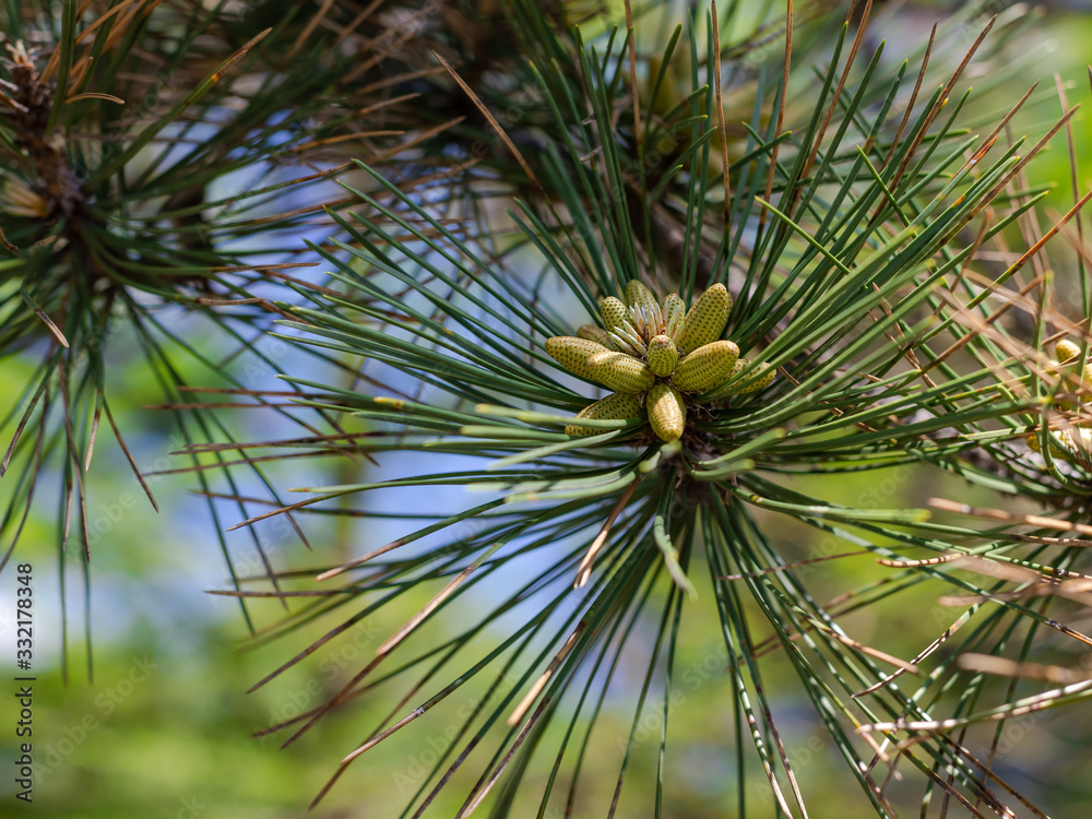 Fototapeta premium young green cones on a pine branch against the background of a green forest on a sunny spring day.