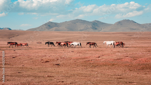 herd of horses in the wild © salkyn