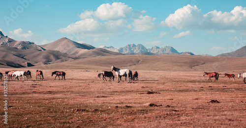 herd of horses in the wild