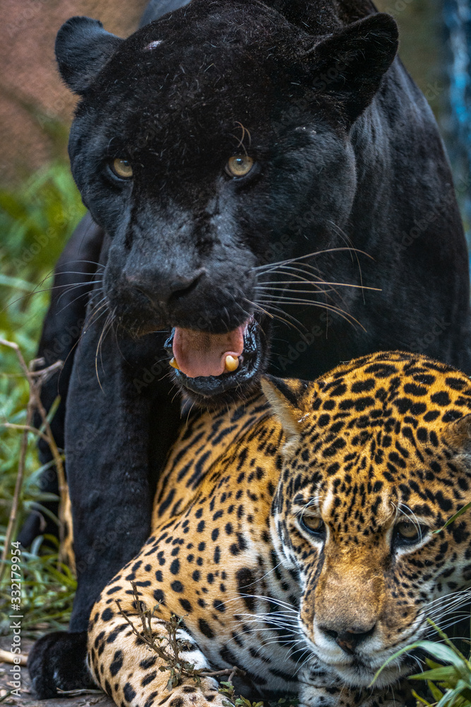 Black Jaguar / Black Panther / Pantera Negra / Onça Pintada (Panthera onca)