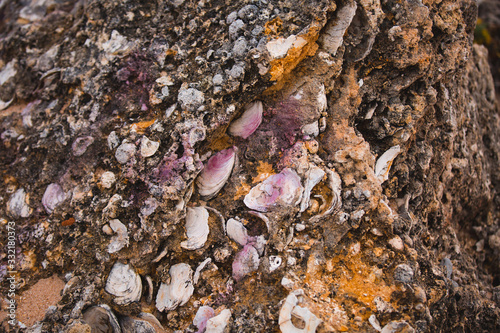 Seashells that Form Part of Brown Beach Rocks