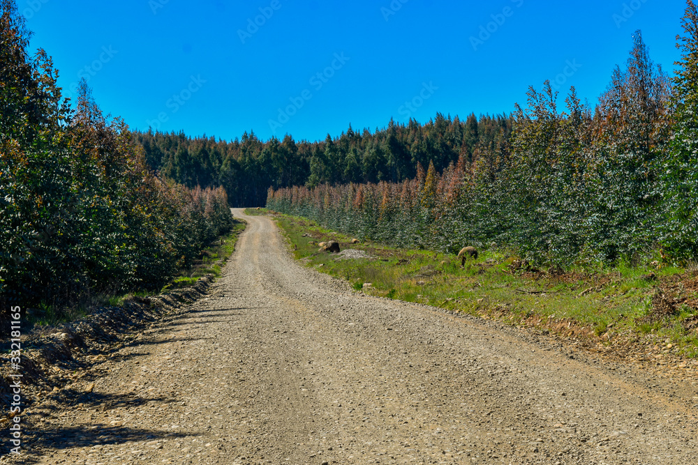 Trees Eucalyptus Forest