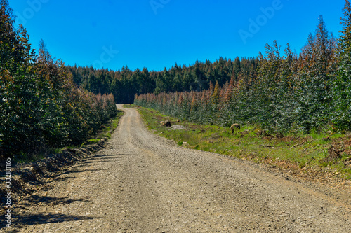 Trees Eucalyptus Forest