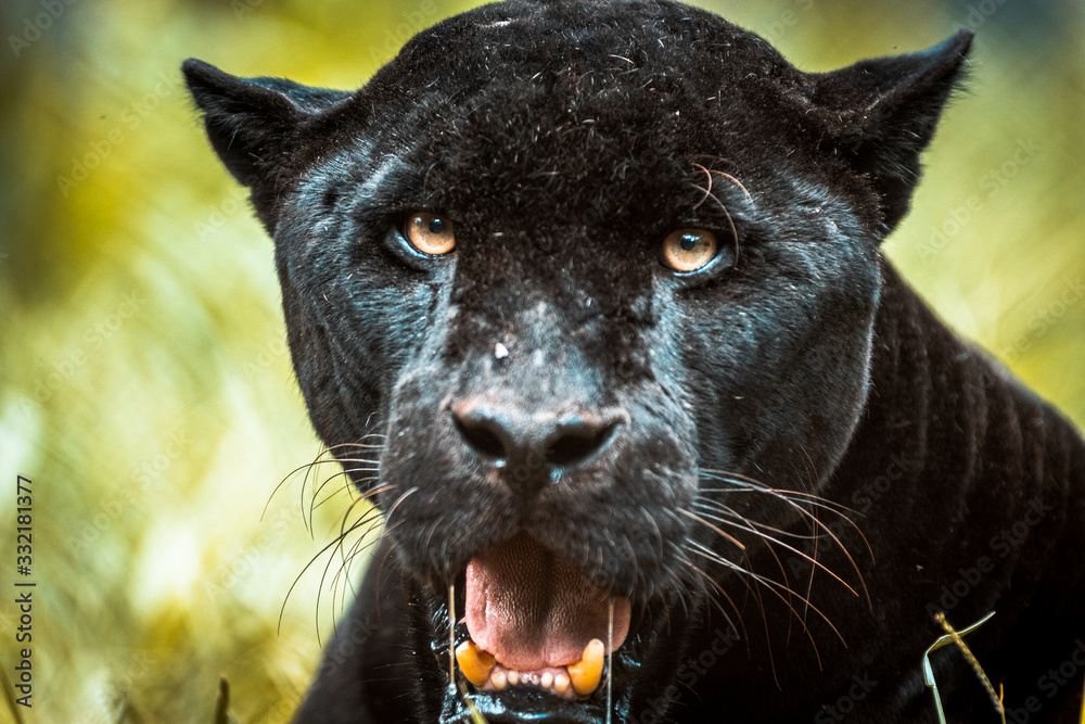 Black Jaguar / Black Panther / Pantera Negra / Onça Pintada (Panthera