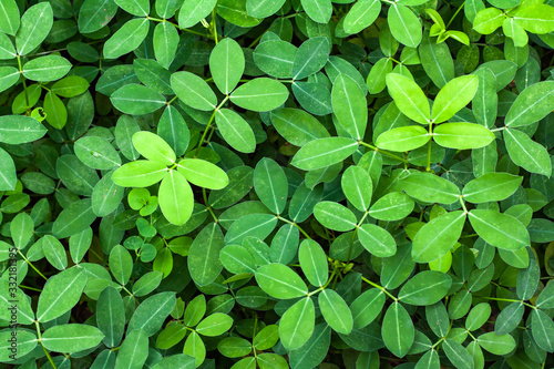 Bright green peanut leaves.