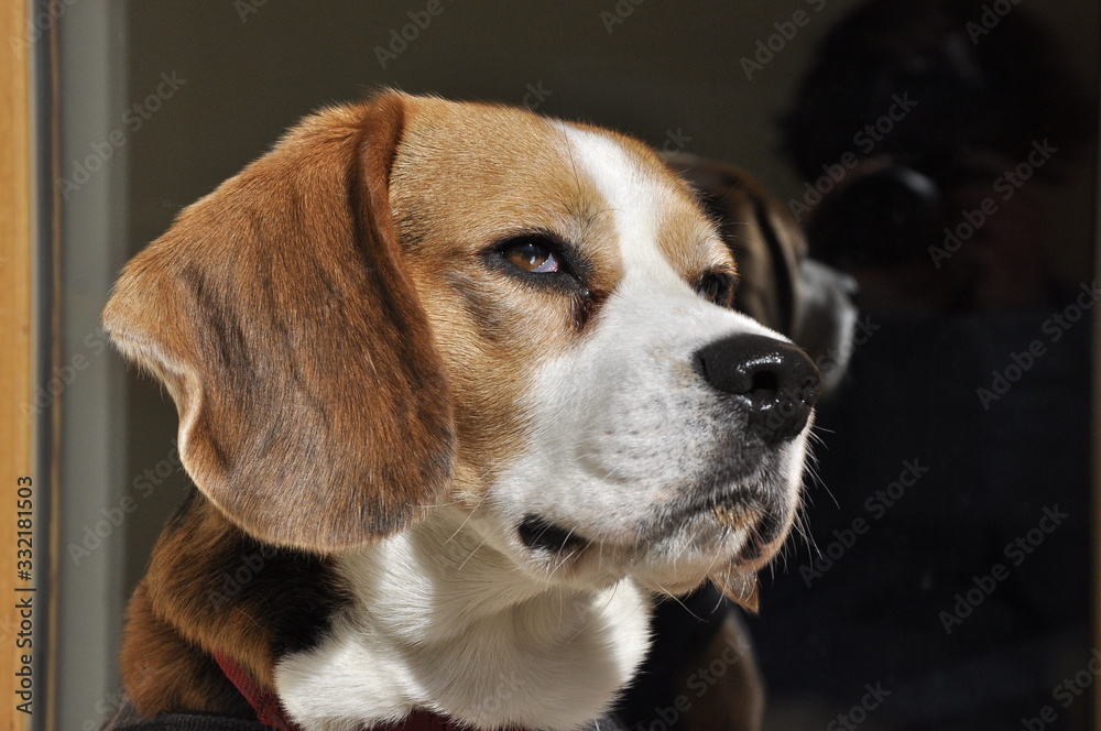 portrait of a dog portrait of a dog