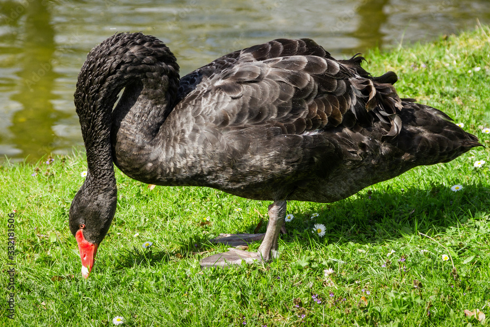 Fototapeta premium Black swan on green grass.