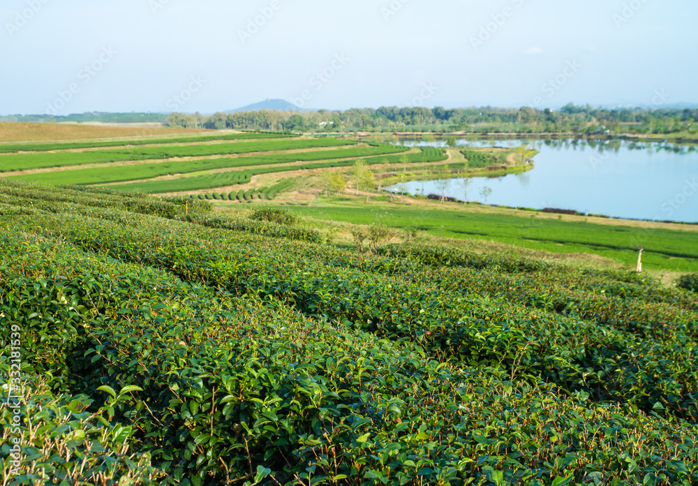 Green tea plantation. Tre fields.