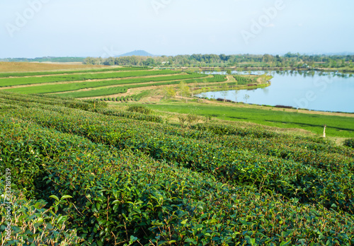 Green tea plantation. Tre fields.