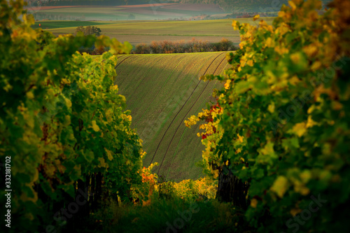 Vines in the foreground of amazing wavy Moravian fields