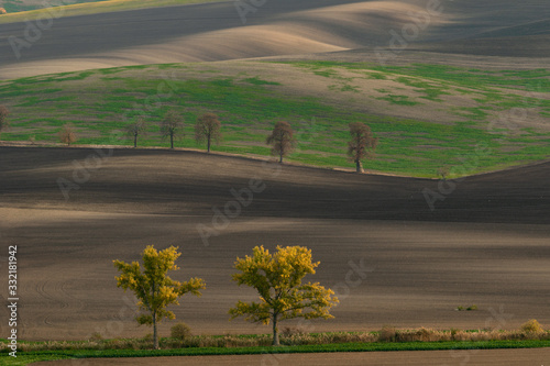 Beautiful Moravian fields with avenues of trees shrouded in morning fog