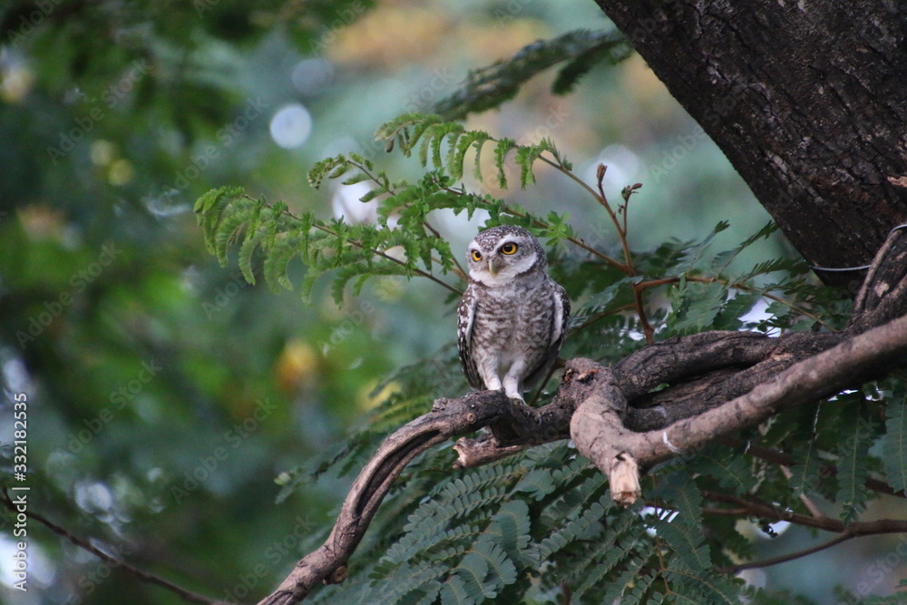 Obraz premium lizard on tree