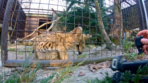 Serval (Leptailurus serval) teased by undisciplined visitors in zoo photo