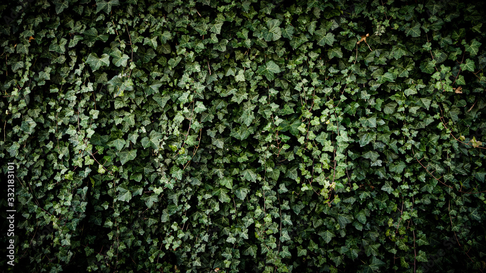 Green wall with leaves, ecological background, wallpaper. Green wall with leaves, ecological background, wallpaper.