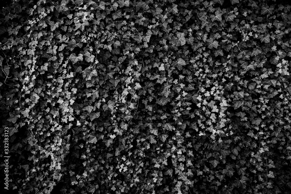 Wall made of leaves, ecological background, wallpaper. Black and white picture. Wall made of leaves, ecological background, wallpaper. Black and white picture.