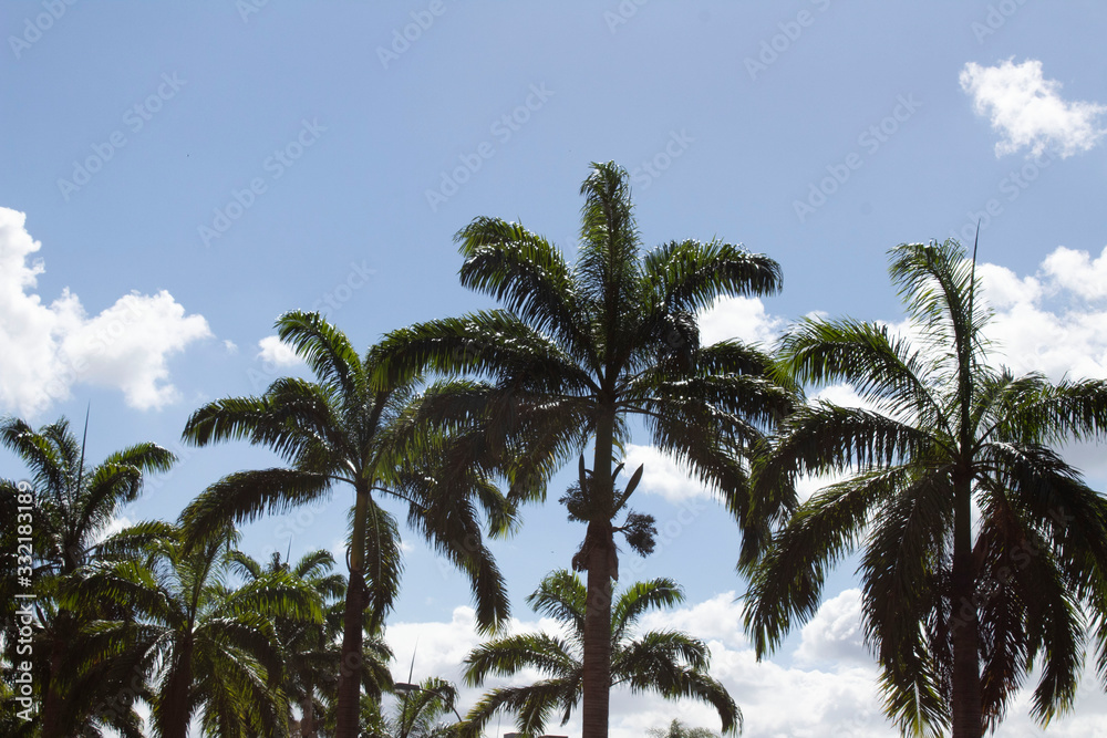 Naklejka premium Palmeras y Cielo 