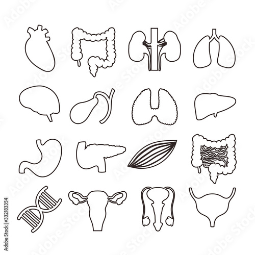 Internal organs isolated line art set collection. Vector flat graphic design isolated illustration 