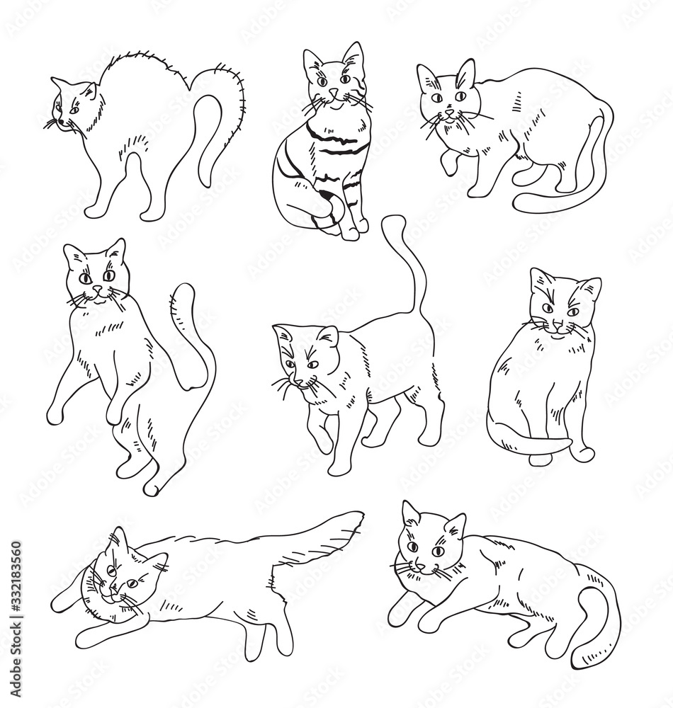 Cats in different position isolated set. Vector flat graphic design isolated illustration