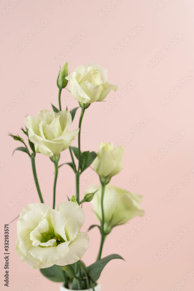 Fototapeta premium Beautiful greeny white eustoma flowers bouquet on pink background close up