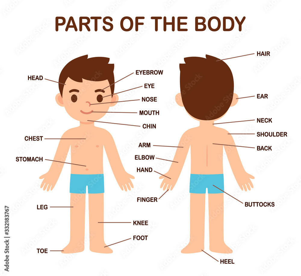 Wordwall body parts for kids