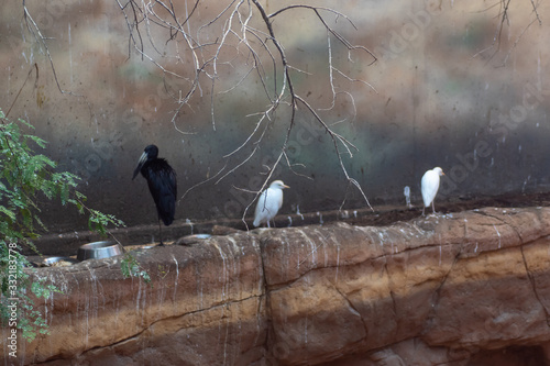 Wroclaw, Poland 21 January 2020.Animals in the Wroclaw Africarium