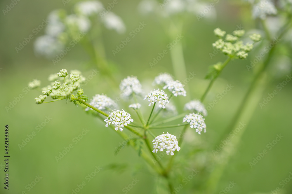 Detail photography of angelica sylvestris plant in spring with unfocused background Detail photography of angelica sylvestris plant in spring with unfocused background