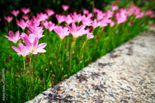 Pink flower. Rain Lily. Zephyranthes rosea.
