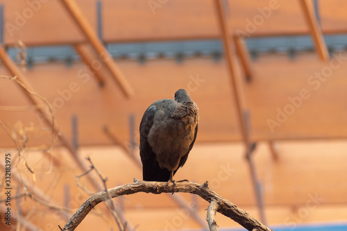 Wroclaw, Poland 21 January 2020.Animals in the Wroclaw Africarium