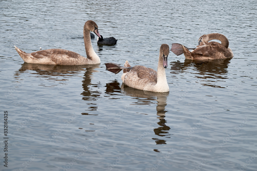White swan chicks White swan chicks