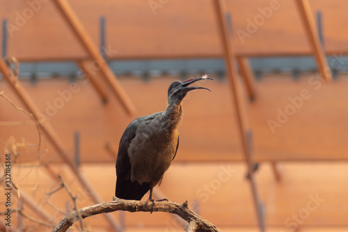 Wroclaw, Poland 21 January 2020.Animals in the Wroclaw Africarium