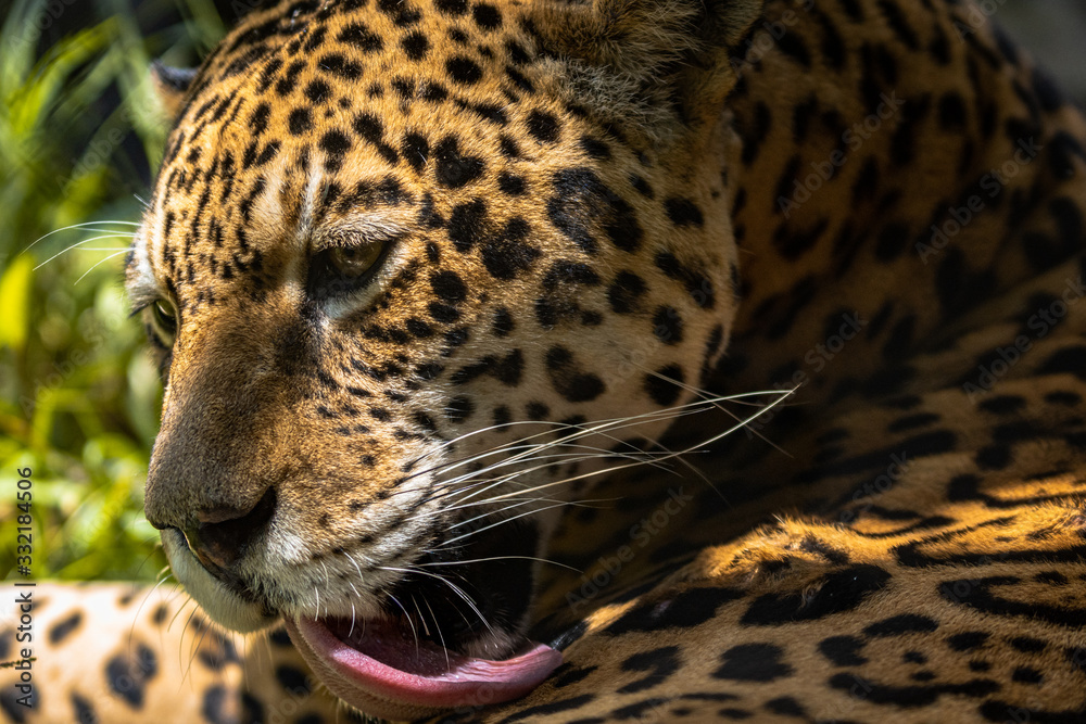 Fototapeta premium Jaguar / Onça Pintada (Panthera onca)