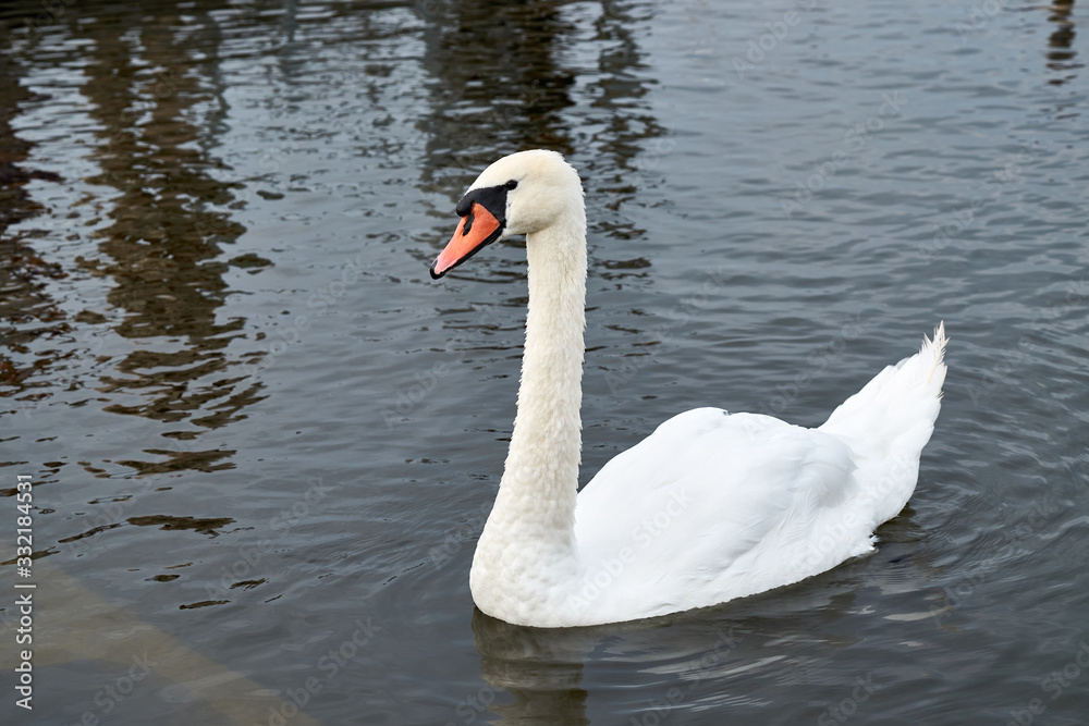 Portrait of a white swan Portrait of a white swan