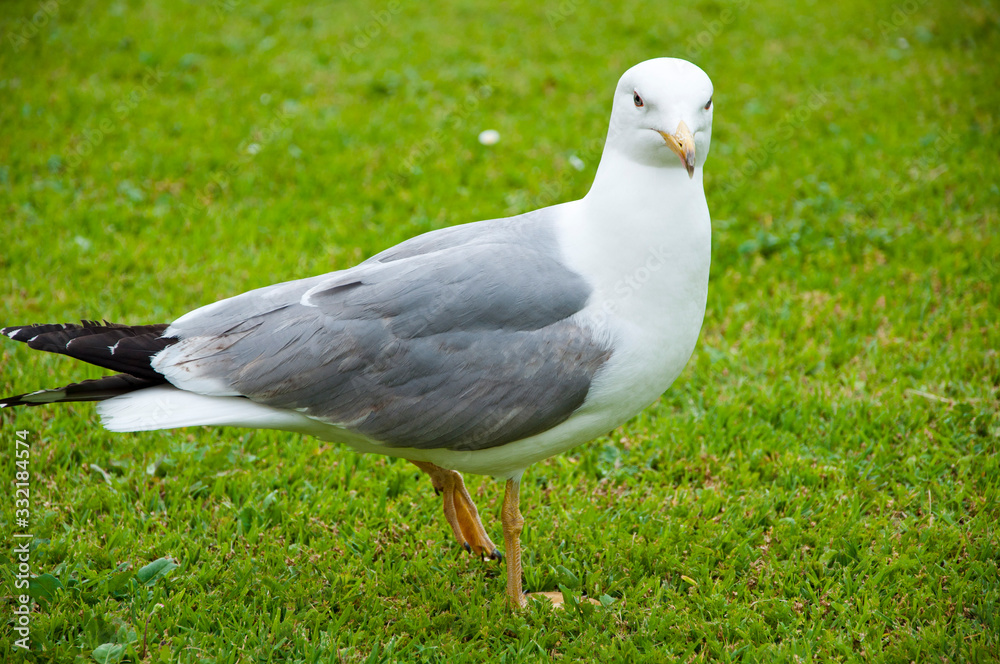 zoo concept. gull walk in italy park. beautiful and funny seagull on green grass. Close up of a seagull on grass zoo concept. gull walk in italy park. beautiful and funny seagull on green grass. Close up of a seagull on grass