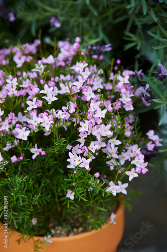 flowers in a pot