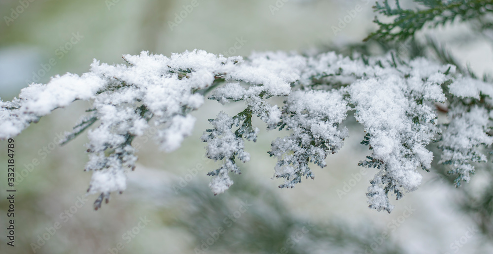 Close-up of snow on fir tree branch on blured forest background