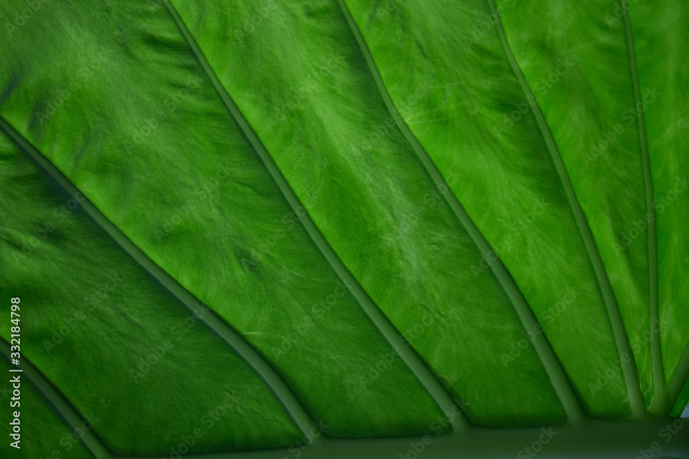 Large leaf of bird of paradise Large leaf of bird of paradise
