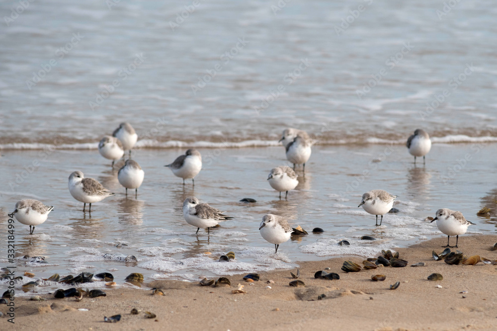group of plovers along the beach