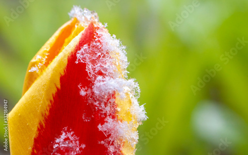 Macro of yellow-red young tulip with snowflakes on its petals, on colorful natural blured nbackground photo