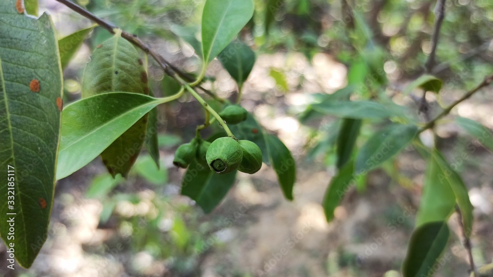 Sandalwood Fruit and Leaves Early Summer Selectively Focused