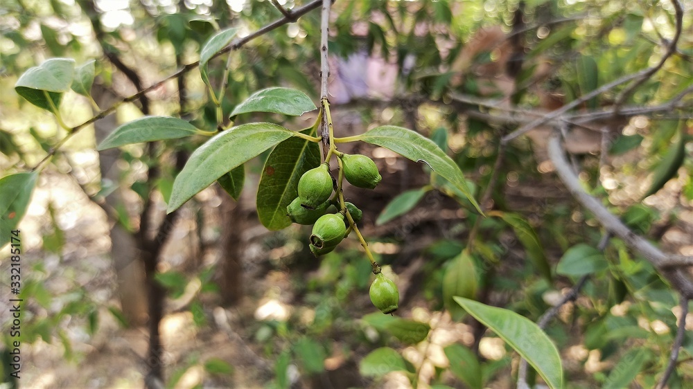 Sandalwood Fruit and Leaves Early Summer Selectively Focused Sandalwood Fruit and Leaves Early Summer Selectively Focused