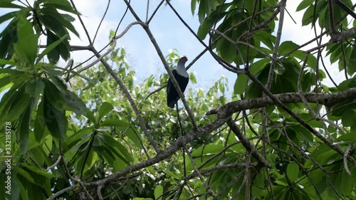 Blue pigeon hiding among tree branches in a windy day. Mahe Island, Seychelles.