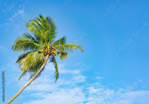 One palm tree against the blue sky