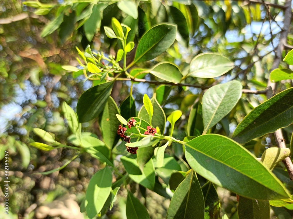 Sandalwood Flower and Leaves Early Summer Selectively Focused Sandalwood Flower and Leaves Early Summer Selectively Focused