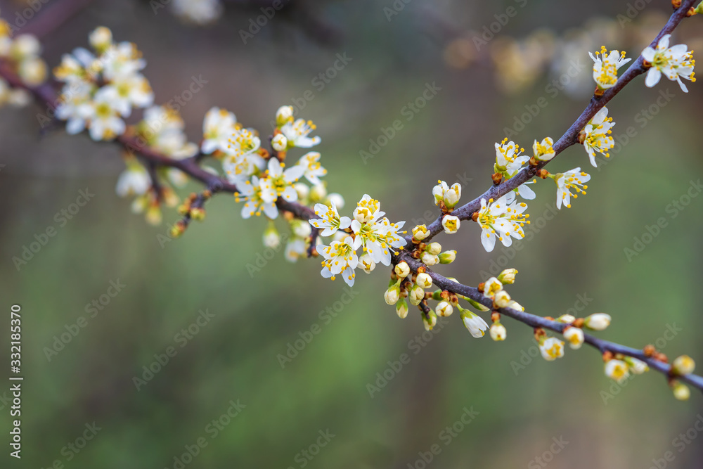 Close-up of white blooming blackthorn blossoms and unopened buds on the twig of a sloe tree (Prunus spinosa). Background blur with copy space. Close-up of white blooming blackthorn blossoms and unopened buds on the twig of a sloe tree (Prunus spinosa). Background blur with copy space.