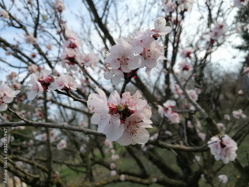 Apricot tree blossom in March Apricot tree blossom in March