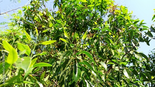 Whole Sandalwood Plant Upper part Showing fruits leaves branches and stems full view shot