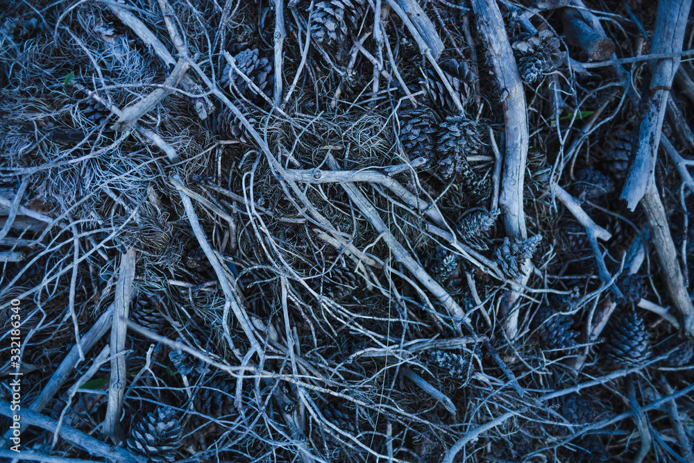 Pattern of fallen cones, branches and needles. Pattern of fallen cones, branches and needles.