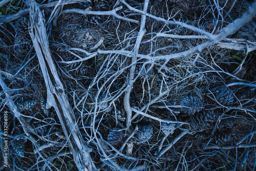 Pattern of fallen cones, branches and needles. Pattern of fallen cones, branches and needles.